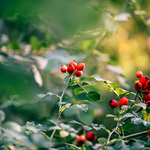 Hagebutten am Strauch.