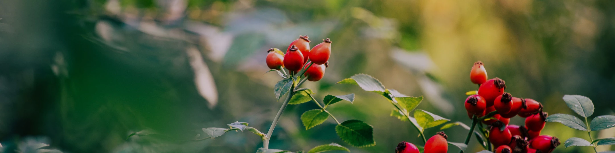 Hagebutten am Strauch.